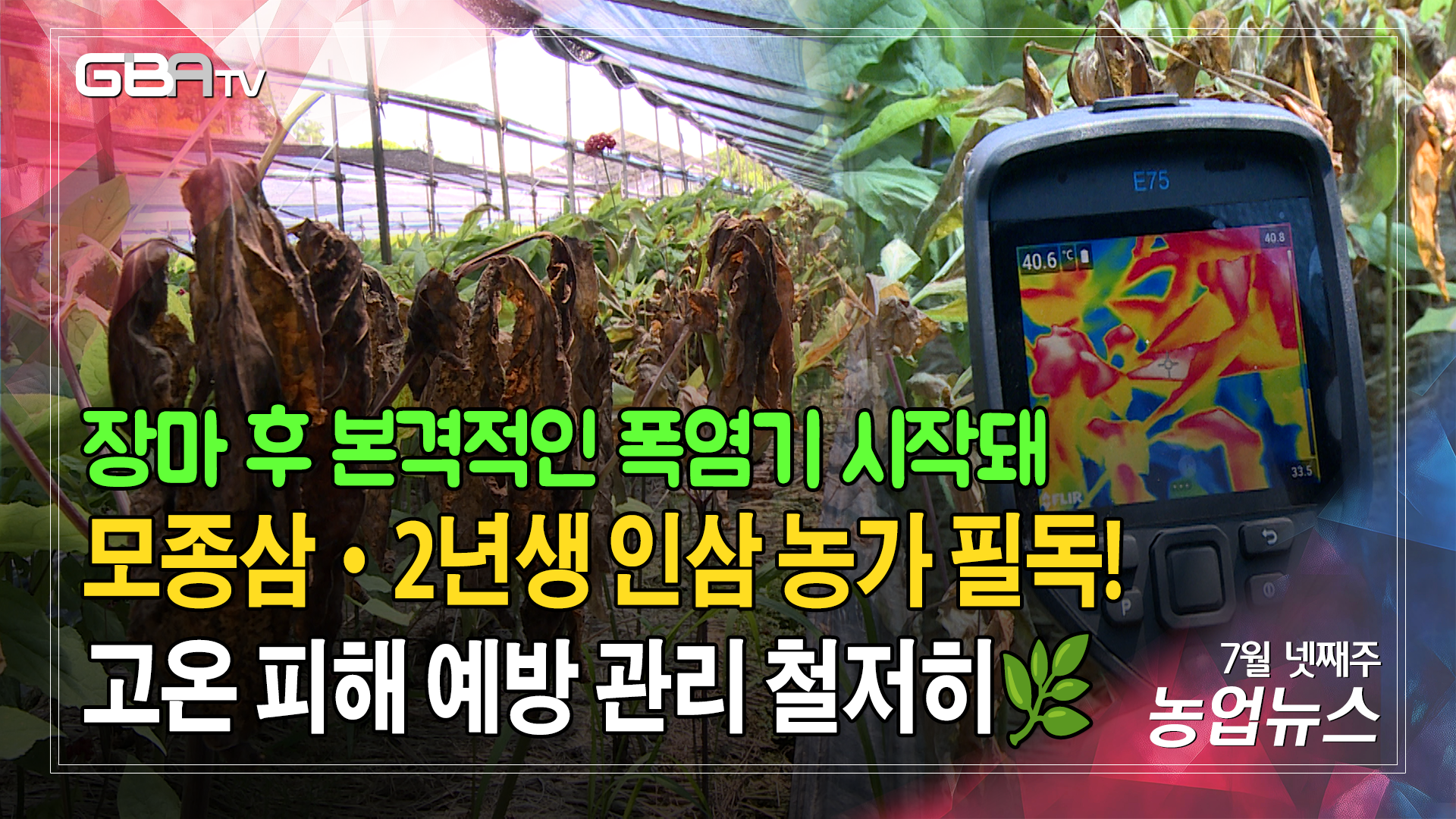 모종삼·2년생 인삼 농가 필독! 장마 후 폭염기 인삼밭 지키는 방법☀️🔥