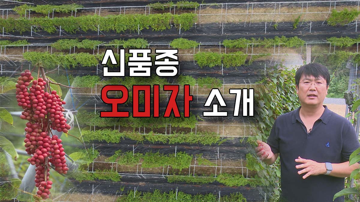 신품종 오미자 소개 - 2024 생생! 찾아가는 농업정보 25회