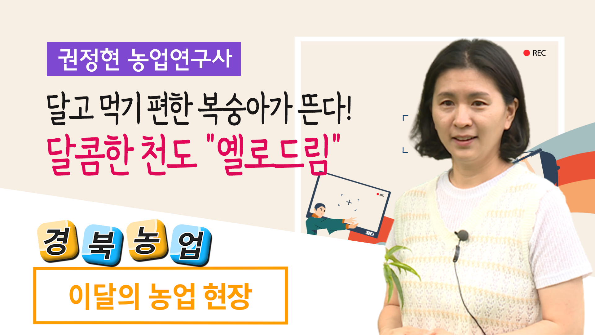 달고 먹기편한 복숭아가 뜬다! 달콤한 천도 '옐로드림'(농업현장 11회)