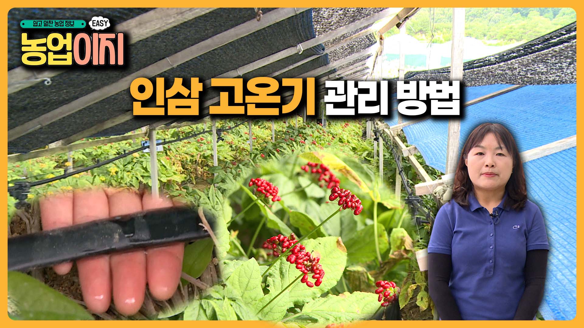 인삼 고온기 관리방법 - 2025 생생! 찾아가는 농업정보 20회