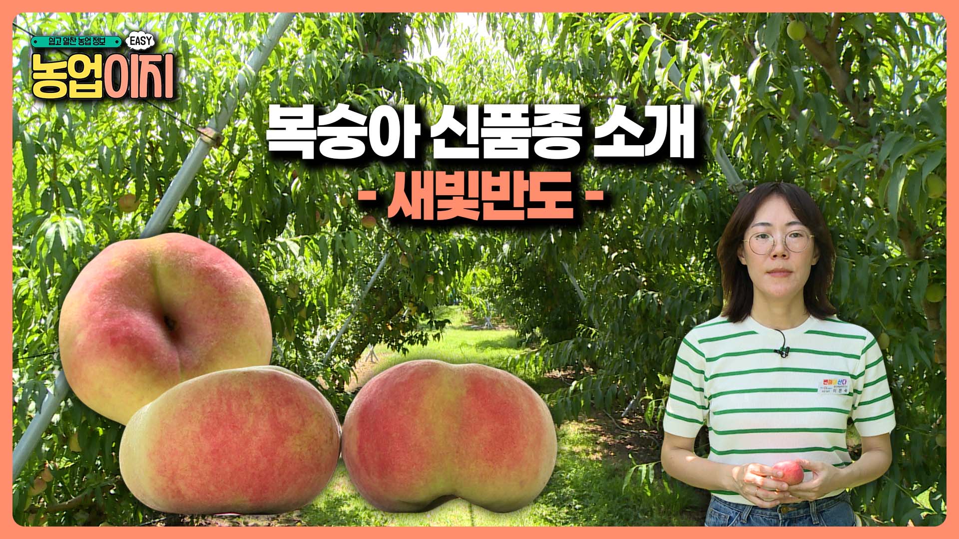 복숭아 신품종(납작복숭아 새빛반도) 소개 - 2025 생생! 찾아가는 농업정보 21회