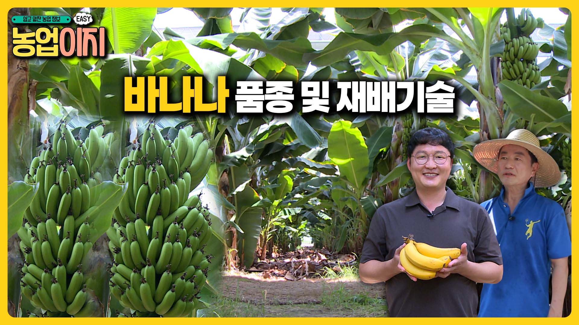 바나나 품종 및 재배방법 소개 - 2025 생생! 찾아가는 농업정보 22회