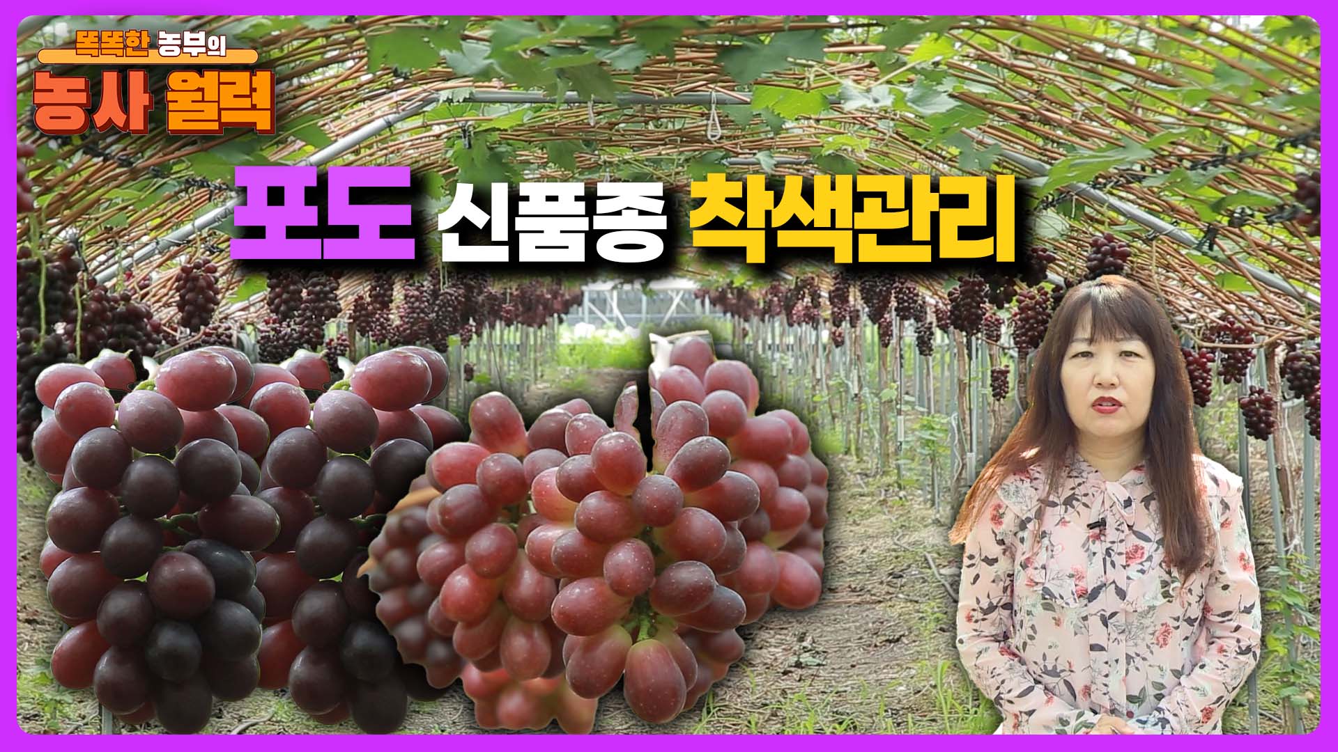 포도신품종 착색관리 - 2025 생생! 찾아가는 농업정보 23회