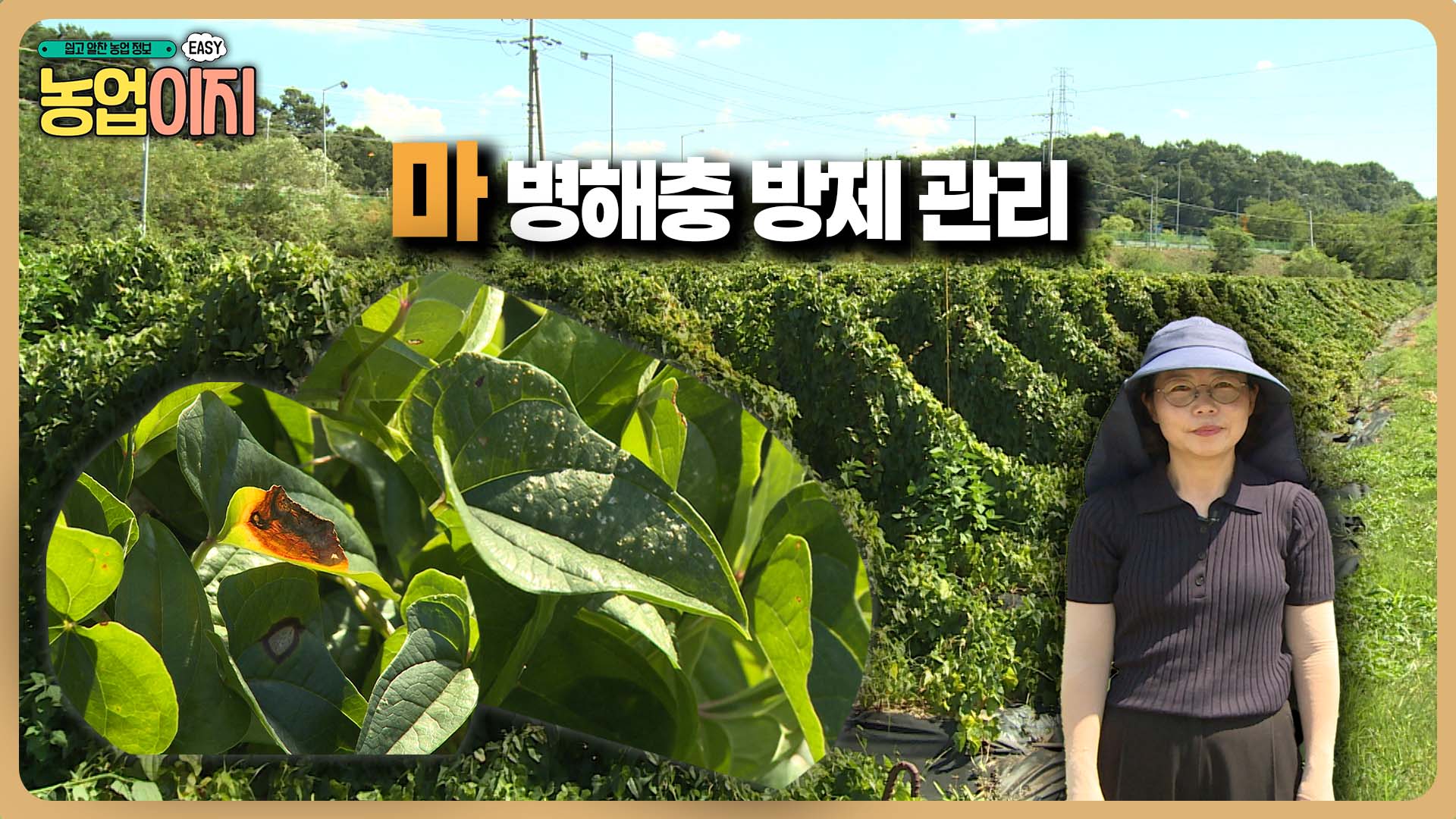 마 병해충 방제관리 - 2025 생생! 찾아가는 농업정보 26회