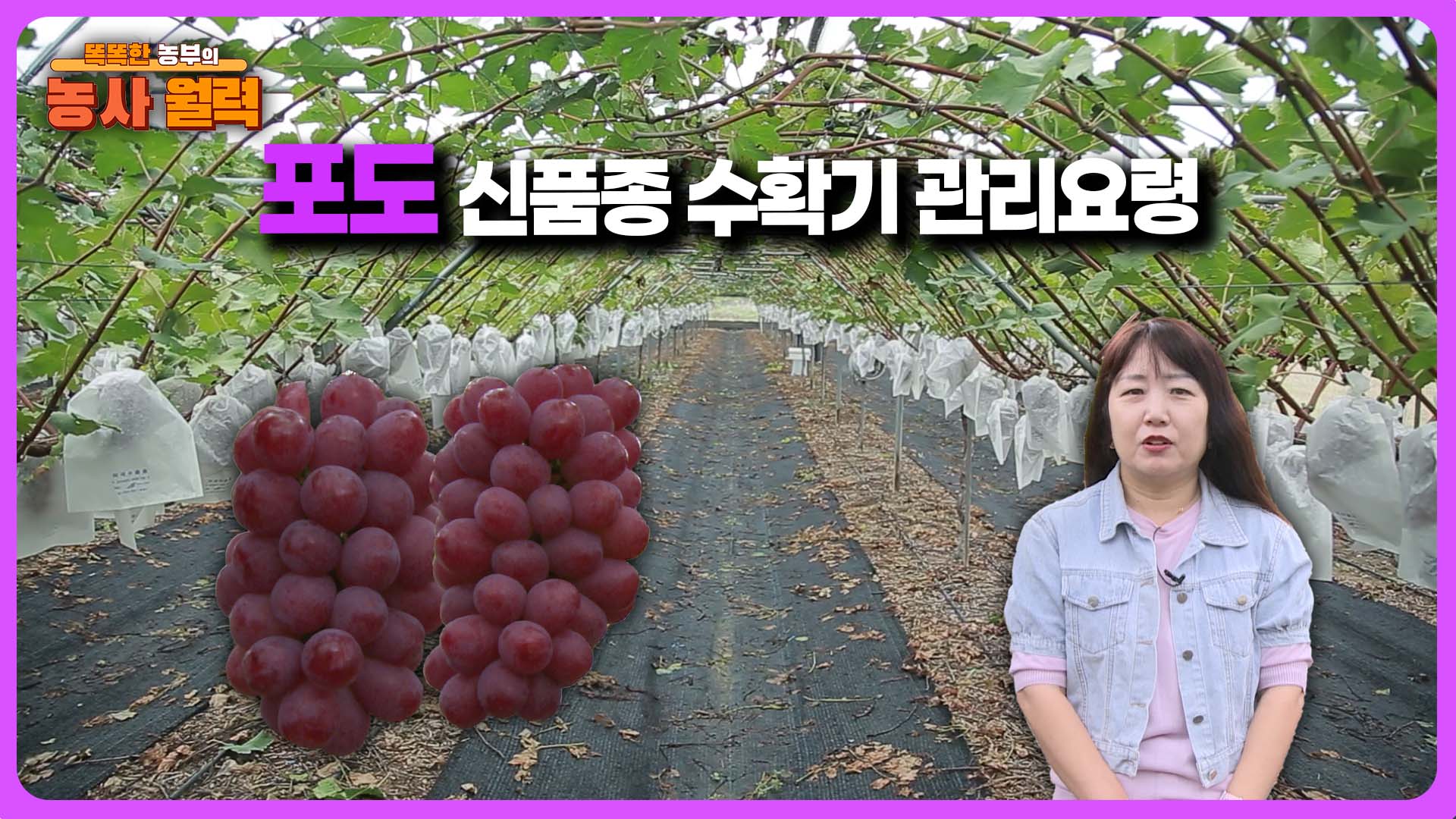 포도신품종 수확기 관리요령  - 2025 생생! 찾아가는 농업정보 27회